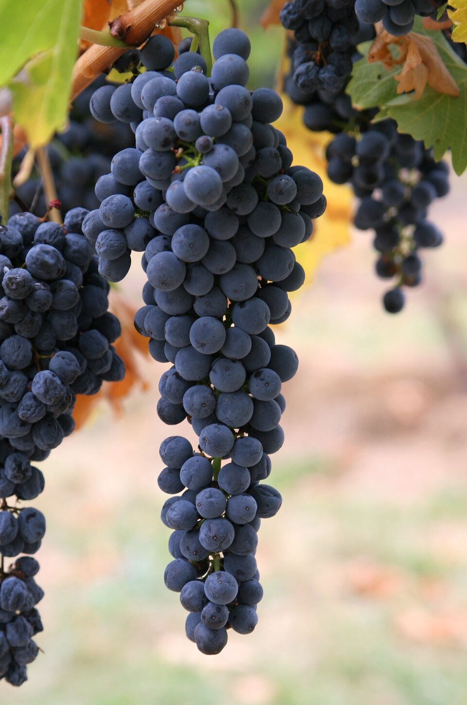 Grapes Exporters, Wholesaler & Manufacturer | Globaltradeplaza.com