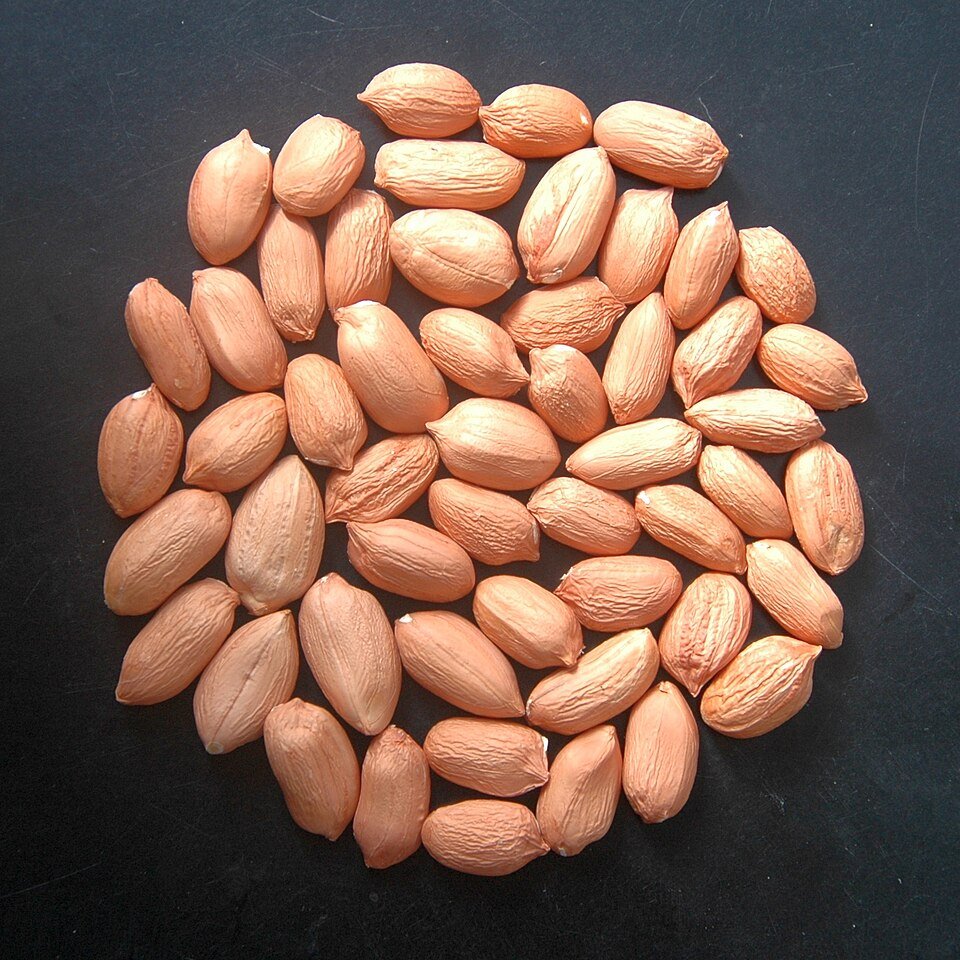 Groundnut Kernel Exporters, Wholesaler & Manufacturer | Globaltradeplaza.com