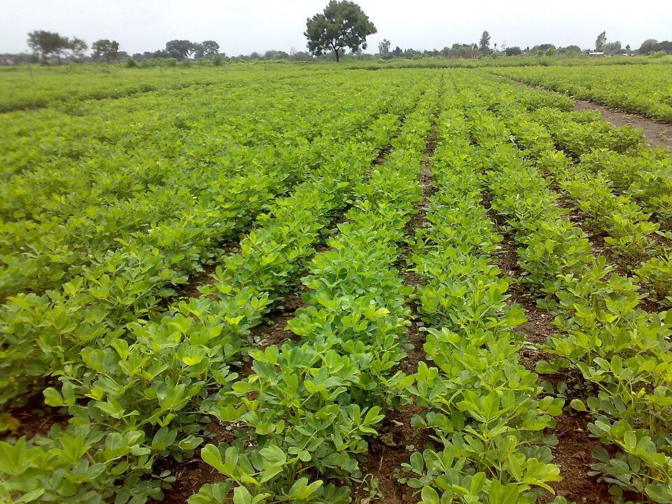 Groundnuts Exporters, Wholesaler & Manufacturer | Globaltradeplaza.com