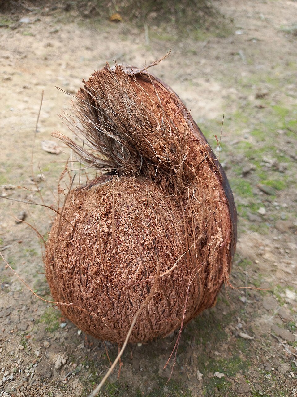 Husked Coconut Exporters, Wholesaler & Manufacturer | Globaltradeplaza.com