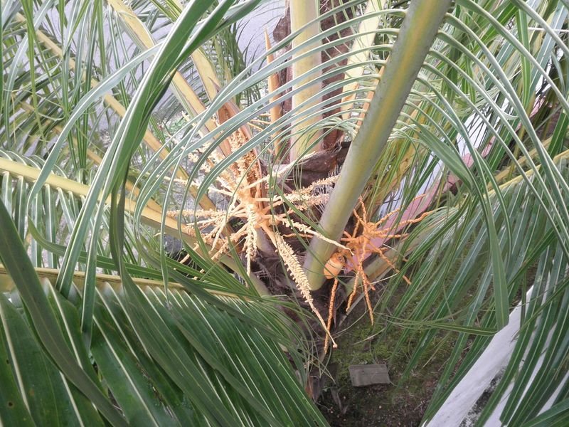 resources of Palm tree phoenix exporters