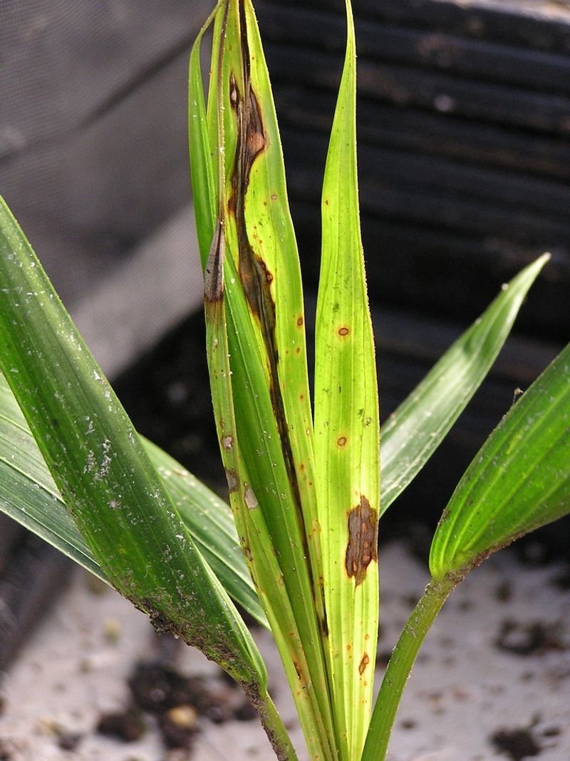 resources of Leaves Convallaria Majalis exporters