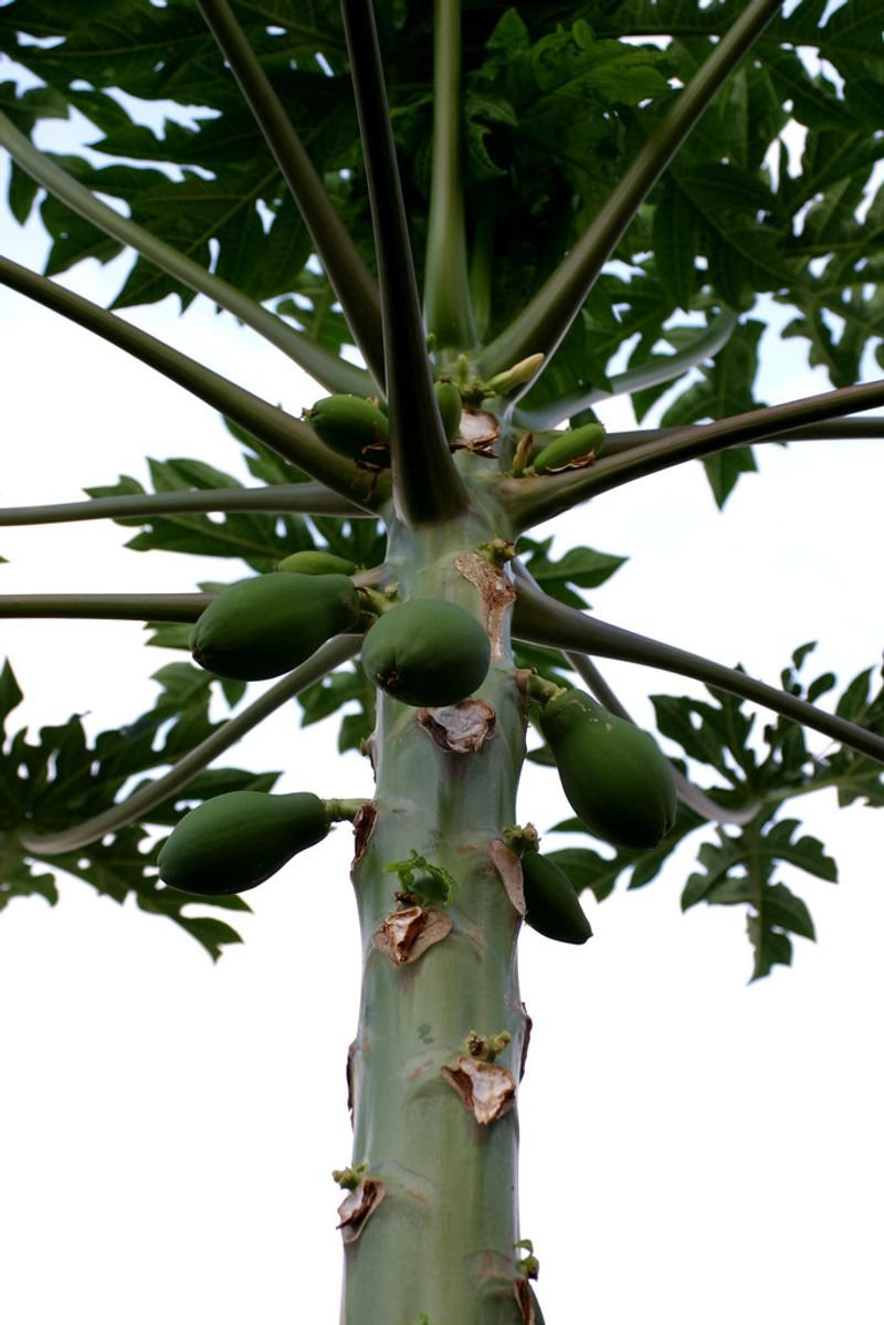 resources of Semi Husked Coconut exporters