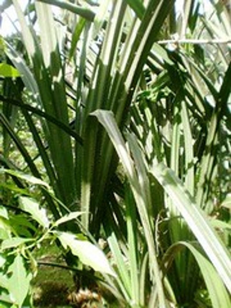 resources of Rbd Palm Olein ( Cp8, Cp10, Cp6 ) exporters