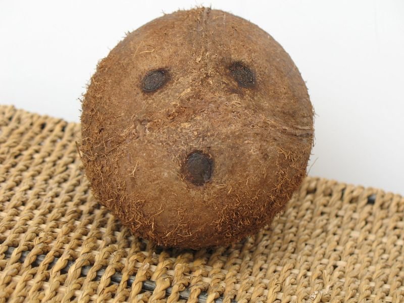 resources of Coco Disc exporters