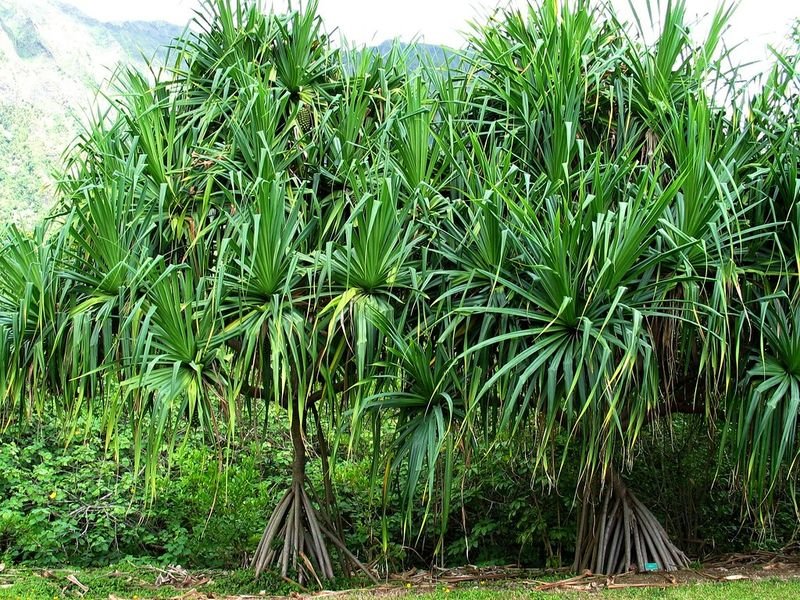 resources of Kaukau exporters