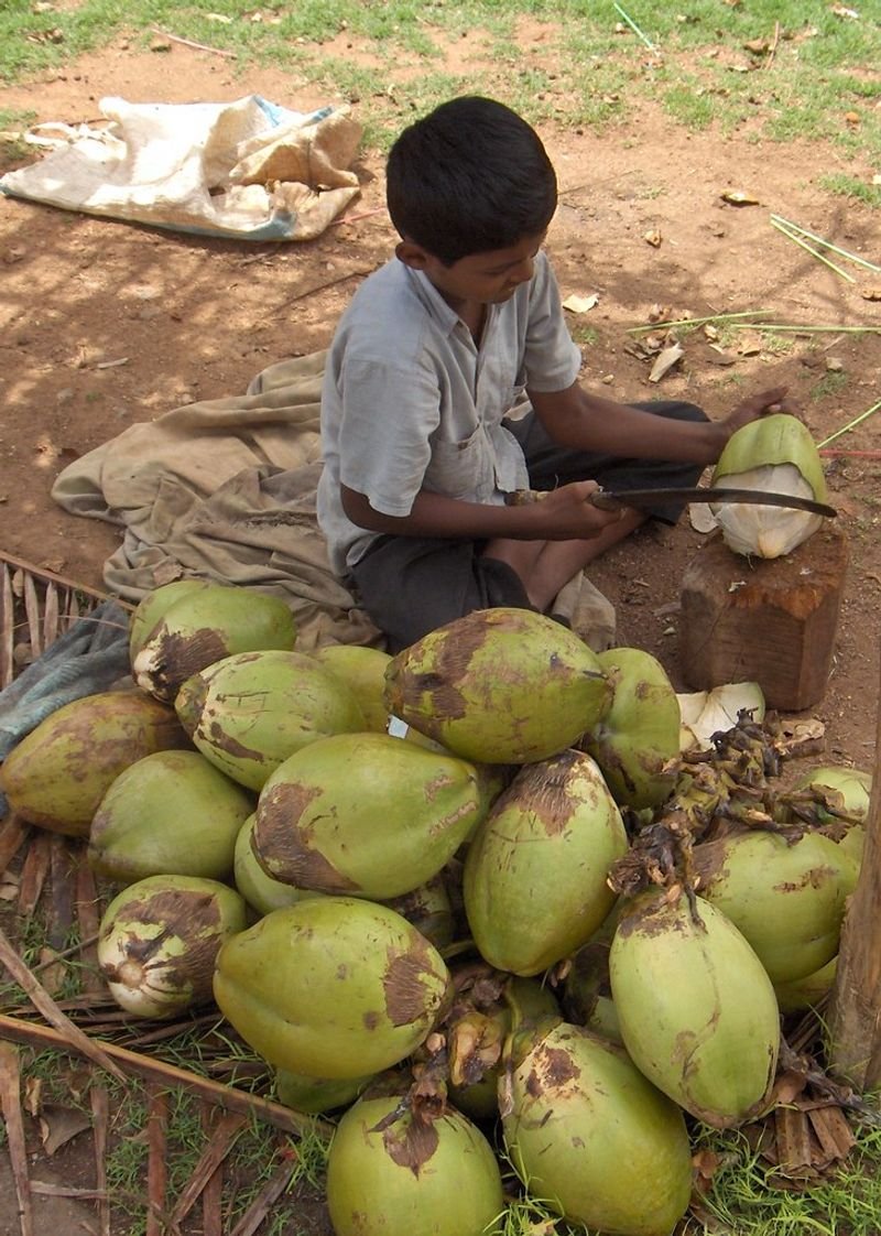 resources of Semi Husked Coconut exporters