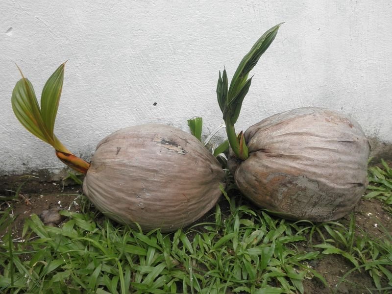 resources of Fresh Young Coconut exporters