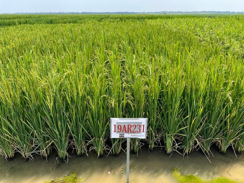 resources of Barudan exporters