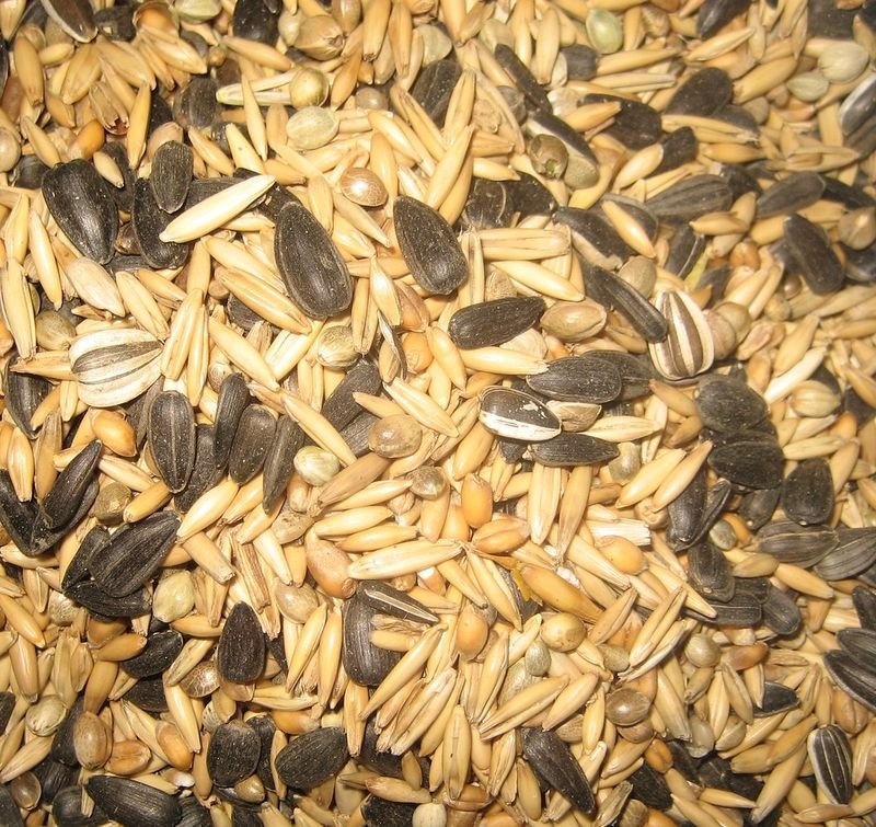 resources of WHEAT GRAIN /Sound, healthy, merchantable grain; free from live weevils, insects, and foreign smells exporters