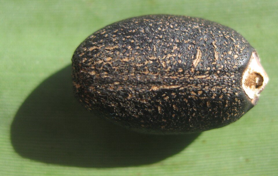 Jatropha Seed Exporters, Wholesaler & Manufacturer | Globaltradeplaza.com