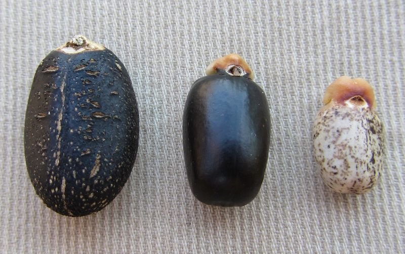 resources of Handmade Black Onyx, Blue Tiger Eye, Carnelian exporters