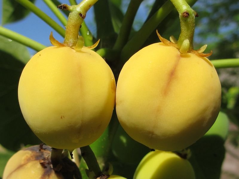 resources of Yellow Fresh Pepper exporters