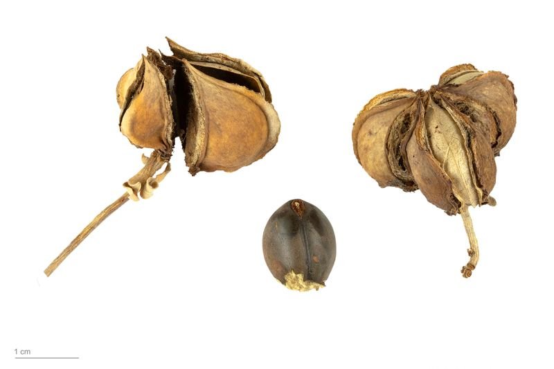 resources of Jatropha Curcas Seed exporters