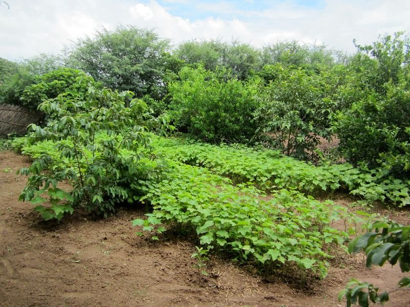resources of Ginseng(Ashvagandha) exporters