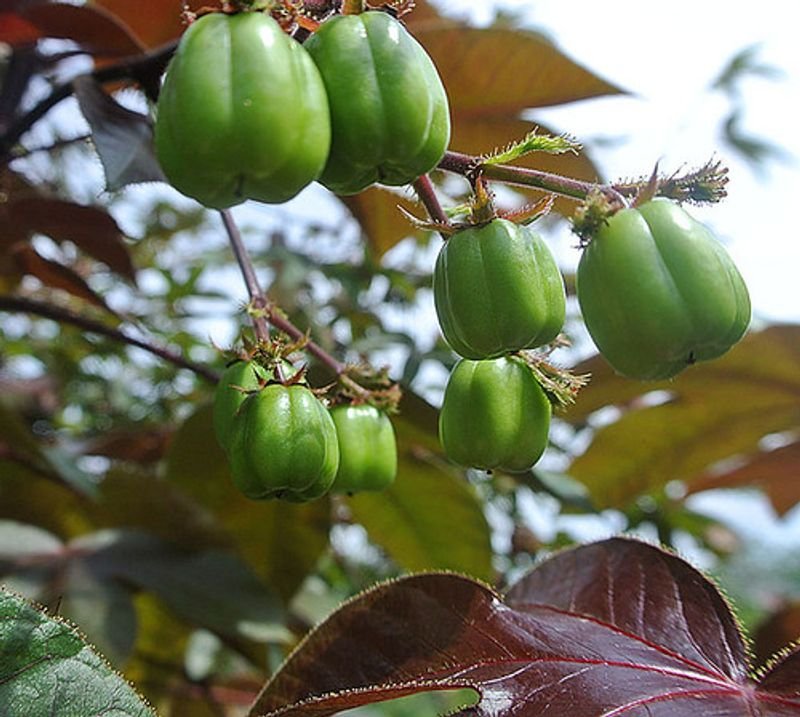 resources of Garcinia cambogia extracts exporters