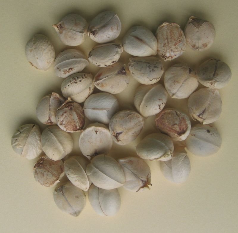 resources of Limpet Seashell/ Breastfeeding Seashells exporters