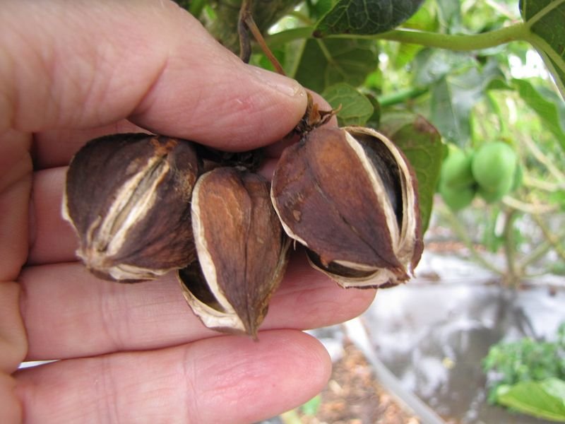 resources of Gac Seeds exporters