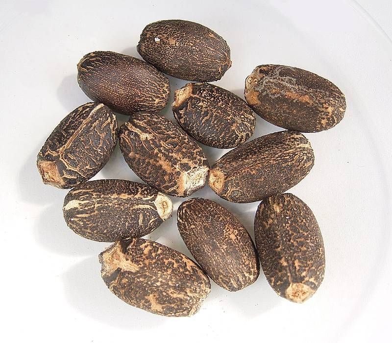 resources of Voacanga Africana Seeds exporters