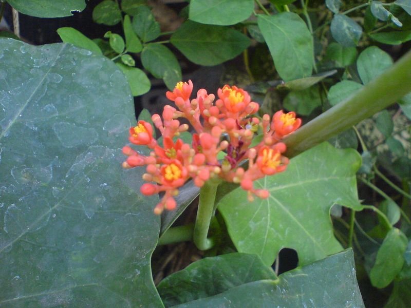 resources of Anguilla bicolor exporters