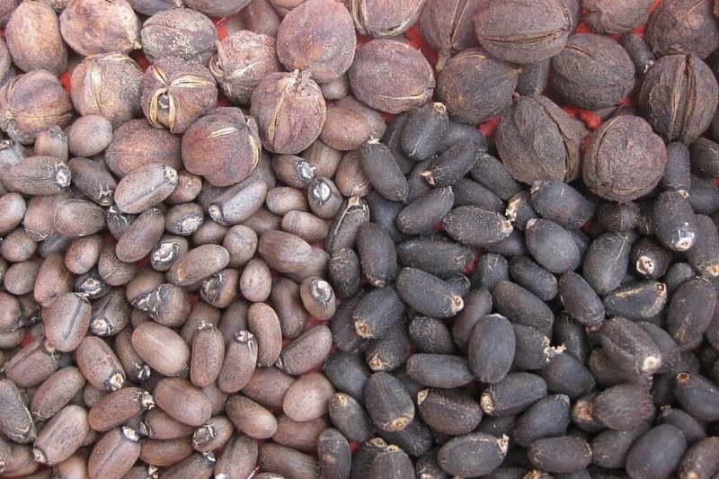 resources of Carob Seeds exporters resources of Carob Seeds exporters