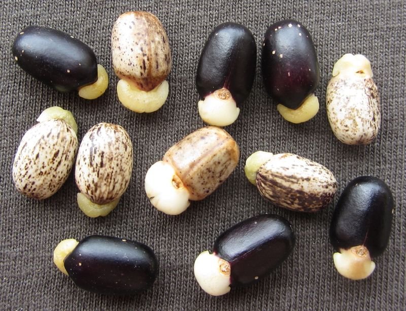 resources of Horn bone beads exporters resources of Horn bone beads exporters