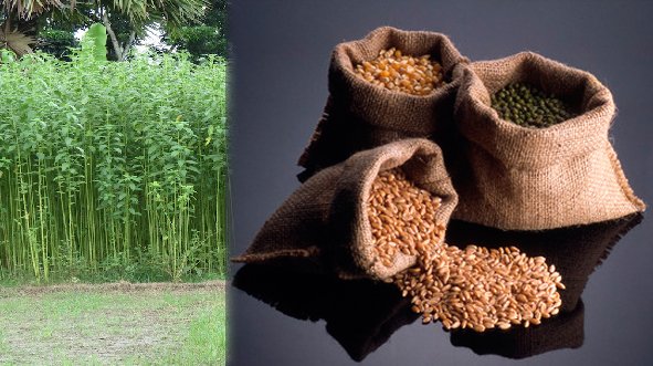 resources of Bamboo Beans exporters resources of Bamboo Beans exporters