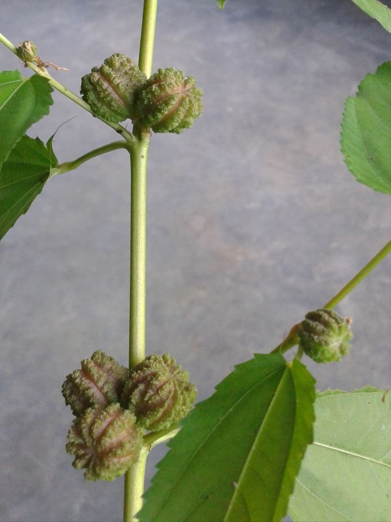 resources of Mulberry Seeds exporters