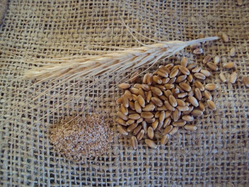 resources of Wheat, Corn, Barley, Soya Beans Etc. exporters