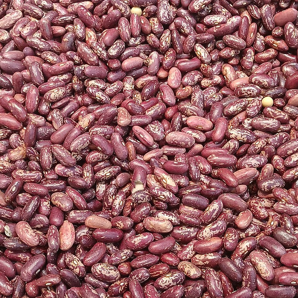 Kidney Beans Exporters, Wholesaler & Manufacturer | Globaltradeplaza.com