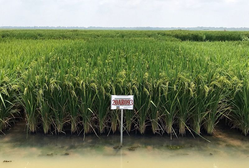 resources of Traditional Raw Rice exporters
