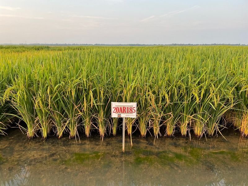 resources of Ethanol 96% , 99% (Sugarcane and Rice) exporters resources of Ethanol 96% , 99% (Sugarcane and Rice) exporters