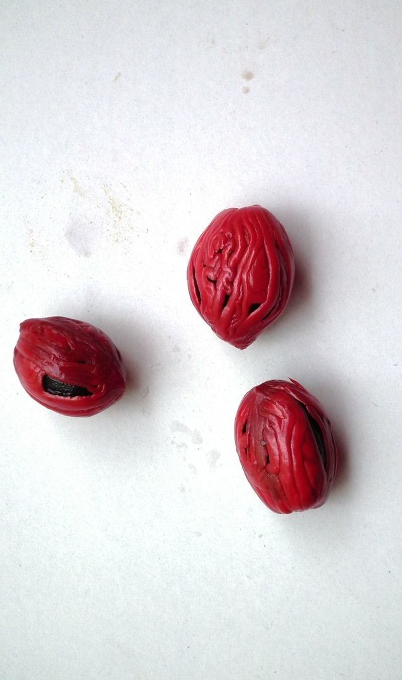 resources of Red Chilly/byadgi-Wrinkled exporters resources of Red Chilly/byadgi-Wrinkled exporters