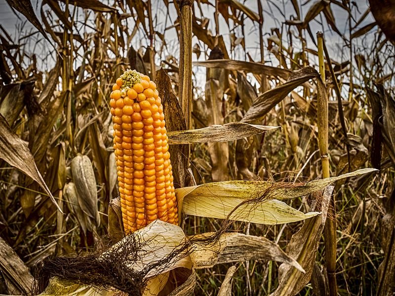 resources of Organic White Maize/Corn Grade 1 exporters