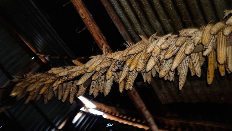 resources of Corn or Maize seeds exporters