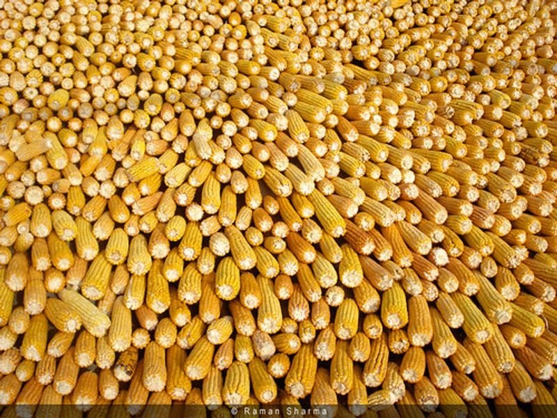 resources of yellow corn,  raw maize ,white maize, maize seeds exporters