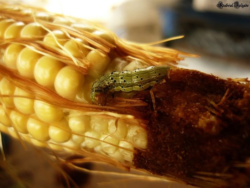 resources of Yellow corn maize exporters