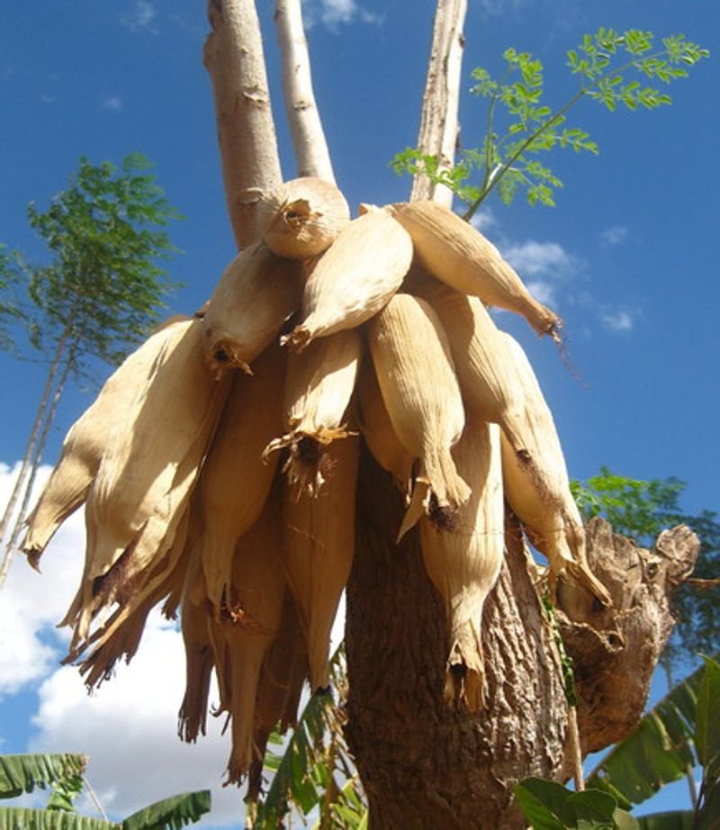 resources of Cattle Feed Maize exporters