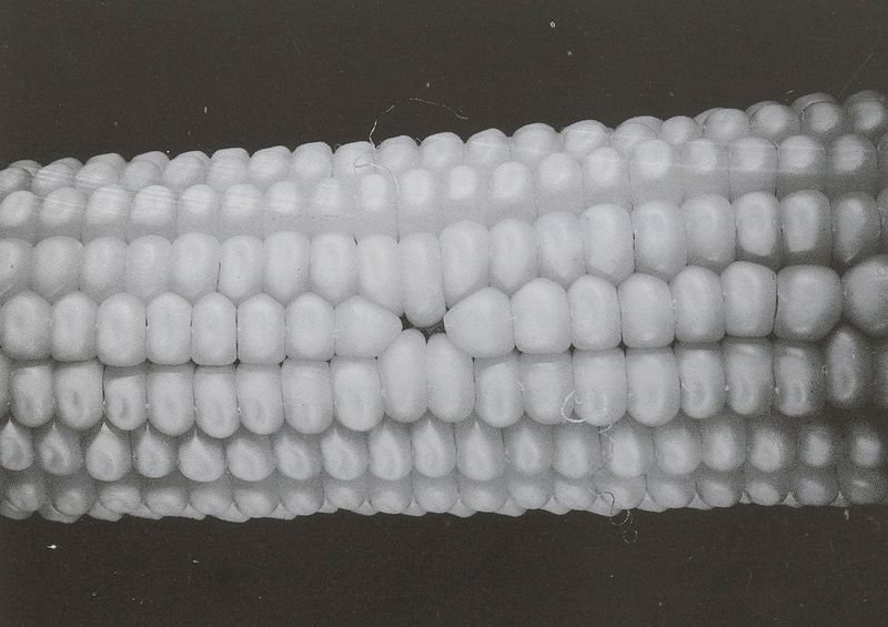resources of Yellow Corn or Maize exporters resources of Yellow Corn or Maize exporters