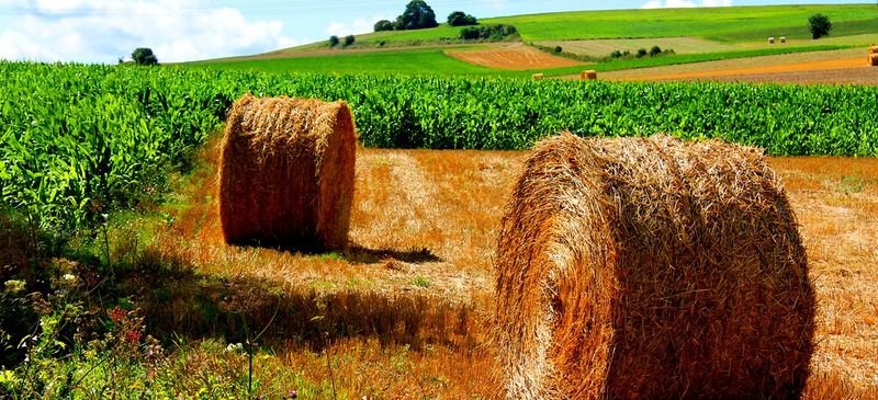 resources of Alfalfa Bales Non Gmo For Sale In Kenya exporters