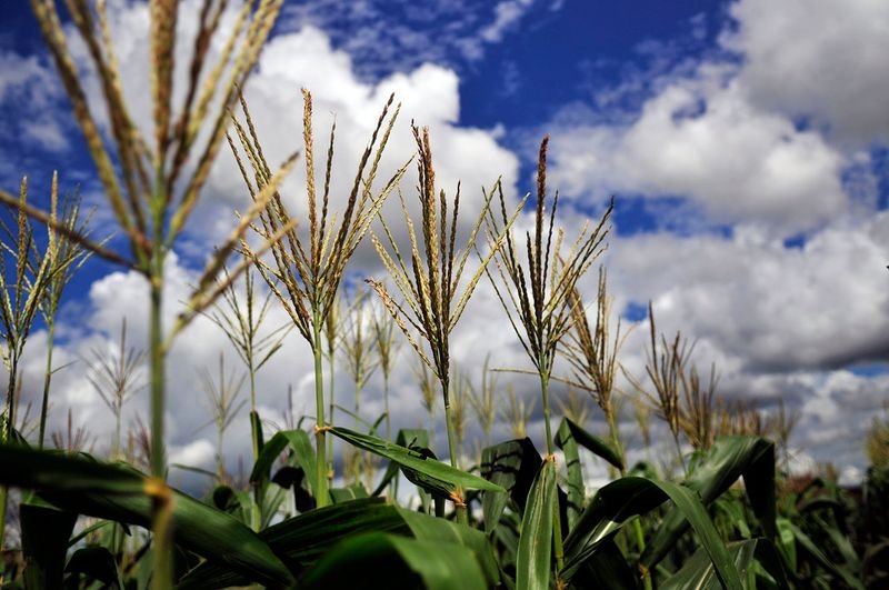resources of Maize exporters
