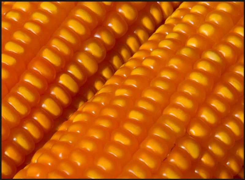 resources of Sweet corn exporters resources of Sweet corn exporters