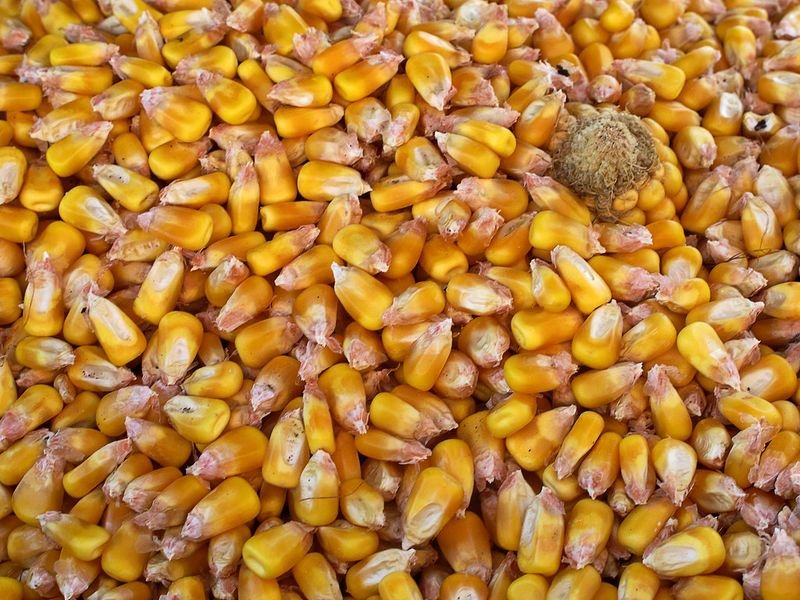 resources of Yellow Corn Gmo exporters