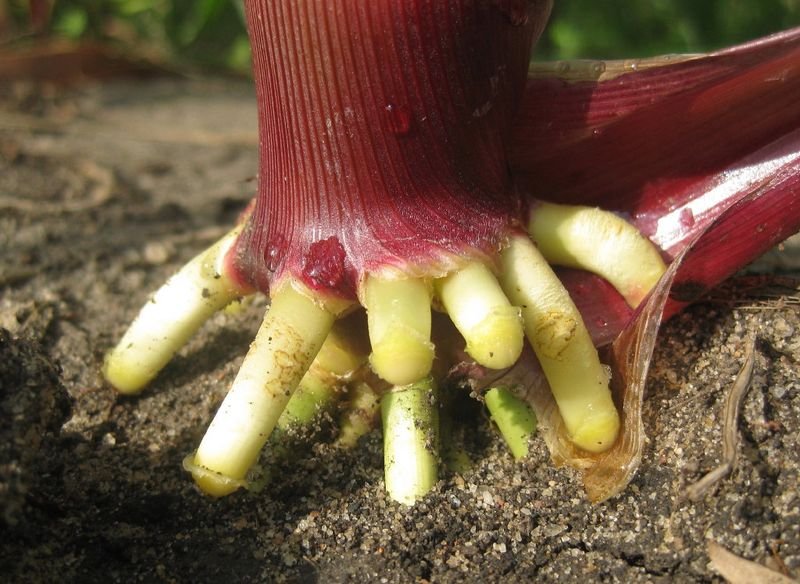 resources of Lady finger exporters