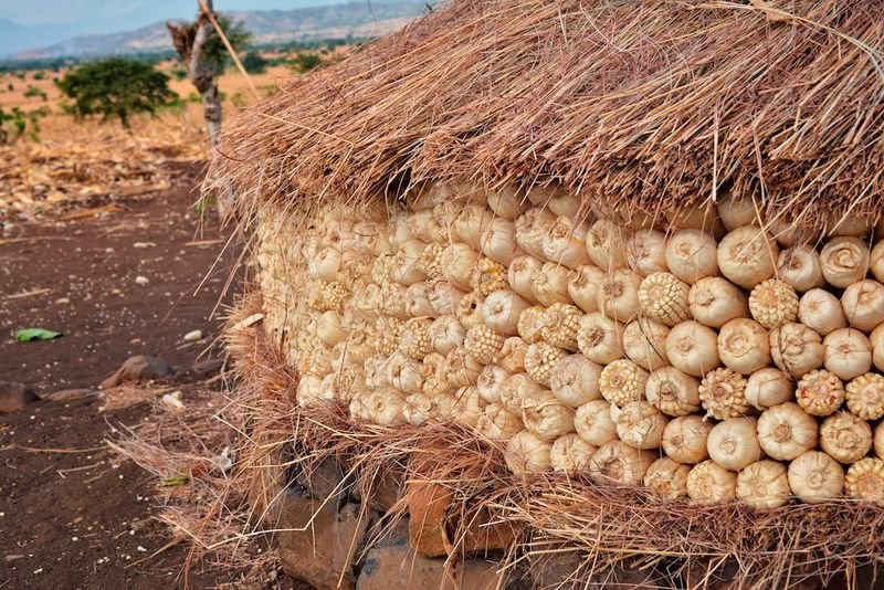 resources of Maize exporters