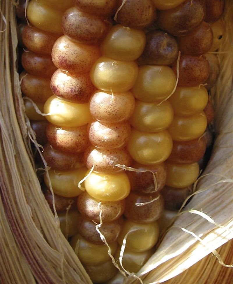 resources of Whole Kernel Corn exporters resources of Whole Kernel Corn exporters