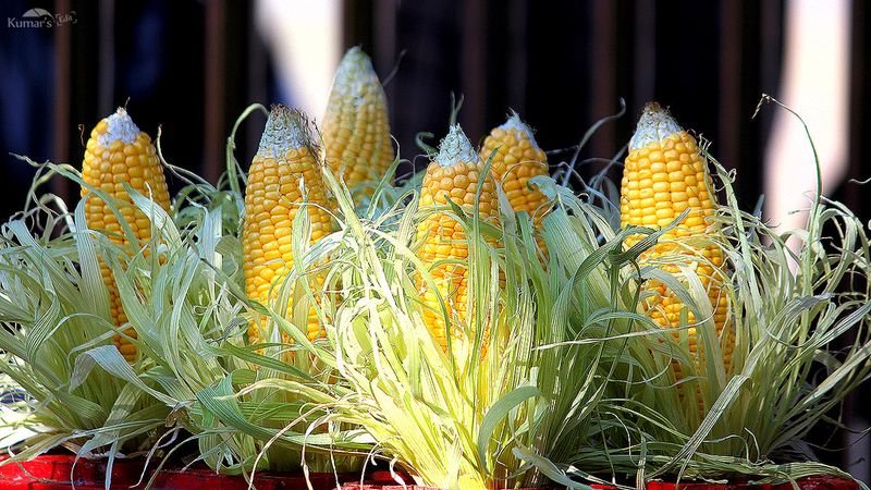 resources of Organic Maize exporters