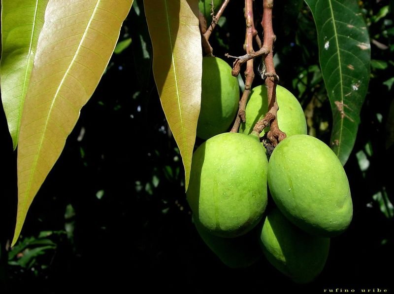 resources of Mango exporters