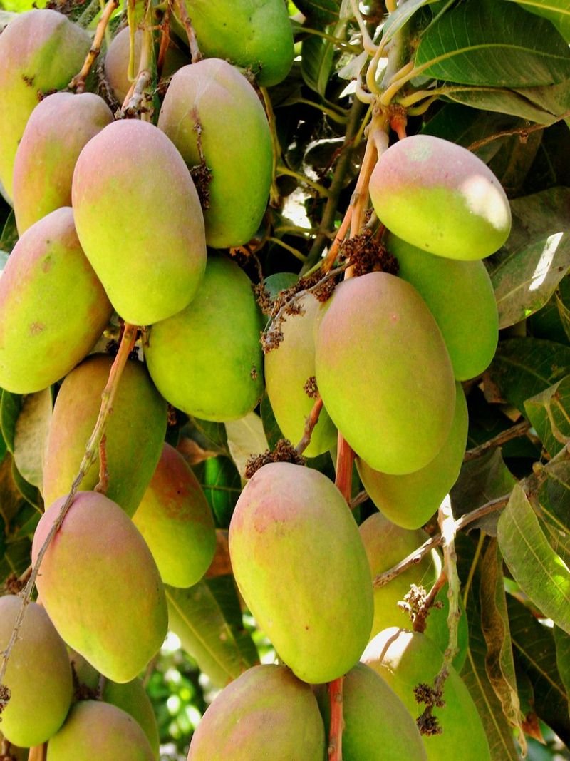 resources of Natural Fresh Mango exporters