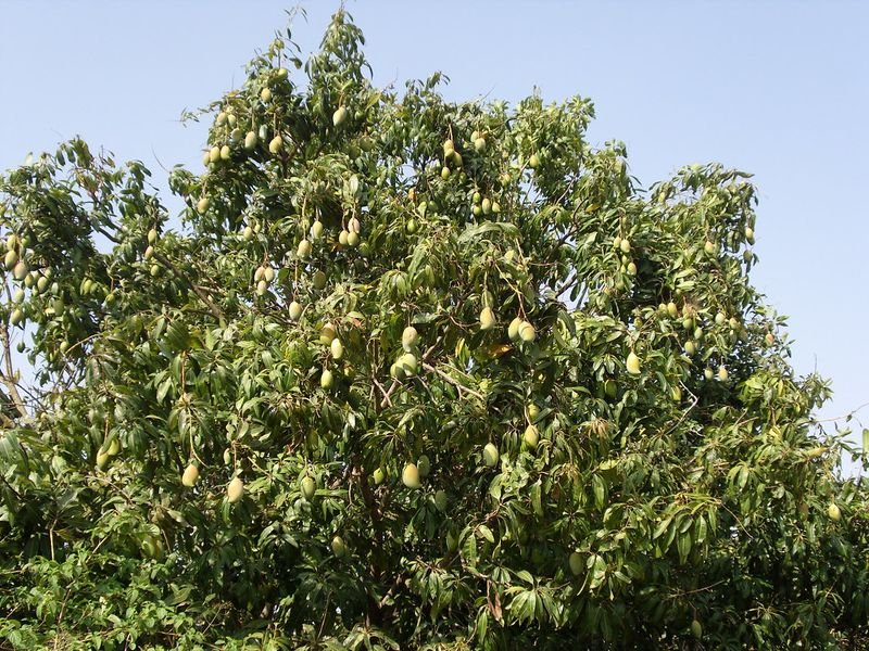 resources of Mango Powder From Vietnam exporters